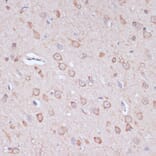 Immunohistochemistry - Anti-CART Antibody (A305732) - Antibodies.com