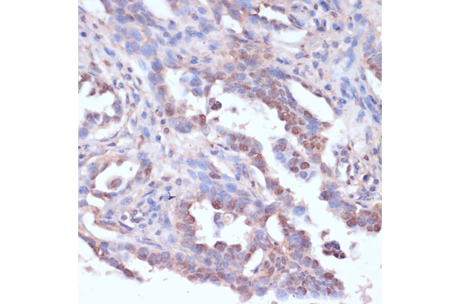 Immunohistochemistry - Anti-CART Antibody (A305732) - Antibodies.com