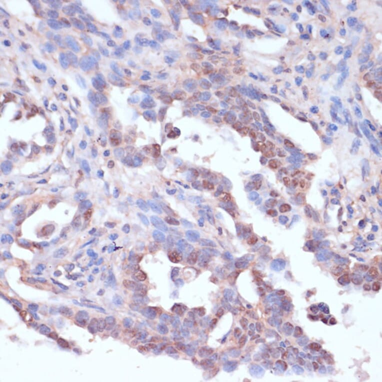 Immunohistochemistry - Anti-CART Antibody (A305732) - Antibodies.com
