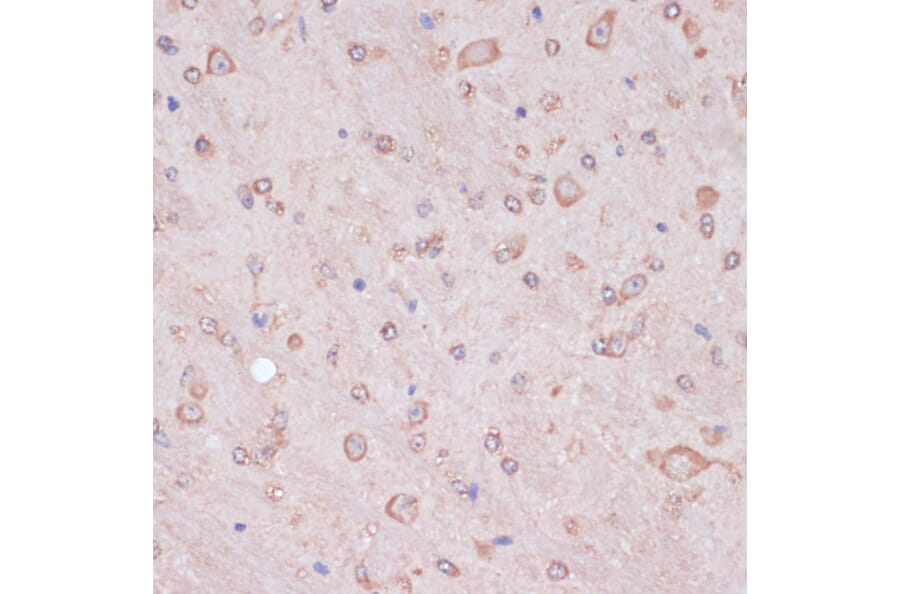 Immunohistochemistry - Anti-CART Antibody (A305732) - Antibodies.com