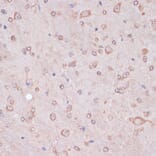 Immunohistochemistry - Anti-CART Antibody (A305732) - Antibodies.com