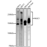 Western Blot - Anti-MUC1 Antibody (A305736) - Antibodies.com