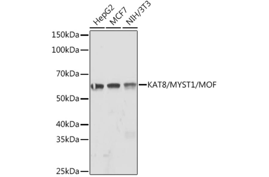 Western Blot - Anti-KAT8/MYST1/MOF Antibody [ARC1964] (A305738) - Antibodies.com