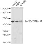 Western Blot - Anti-KAT8/MYST1/MOF Antibody [ARC1964] (A305738) - Antibodies.com