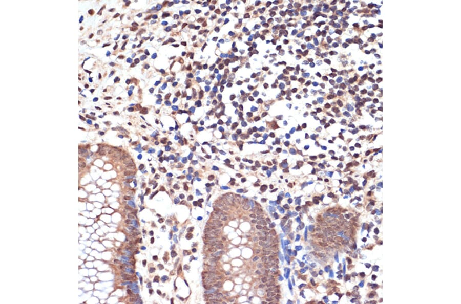 Immunohistochemistry - Anti-KAT8/MYST1/MOF Antibody [ARC1964] (A305738) - Antibodies.com