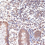 Immunohistochemistry - Anti-KAT8/MYST1/MOF Antibody [ARC1964] (A305738) - Antibodies.com