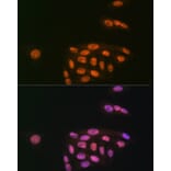 Immunofluorescence - Anti-KAT8/MYST1/MOF Antibody [ARC1964] (A305738) - Antibodies.com
