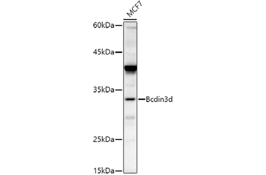 Western Blot - Anti-Bcdin3d Antibody (A305739) - Antibodies.com