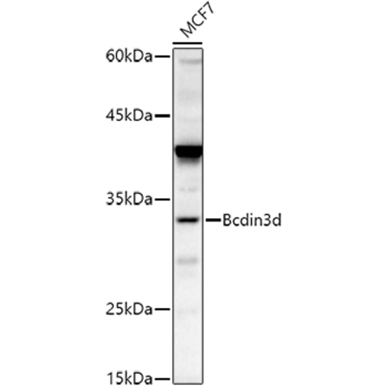 Western Blot - Anti-Bcdin3d Antibody (A305739) - Antibodies.com