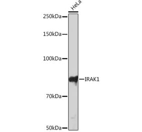 Western Blot - Anti-IRAK-1 Antibody [ARC1009] (A305745) - Antibodies.com