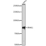 Western Blot - Anti-IRAK-1 Antibody [ARC1009] (A305745) - Antibodies.com