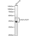 Western Blot - Anti-TCF7 Antibody [ARC51870] (A305746) - Antibodies.com