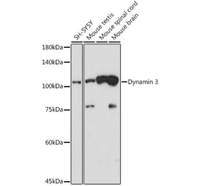 Western Blot - Anti-Dynamin 3 Antibody [ARC2428] (A305747) - Antibodies.com