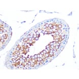 Immunohistochemistry - Anti-EBP1 Antibody [ARC1281] (A305749) - Antibodies.com