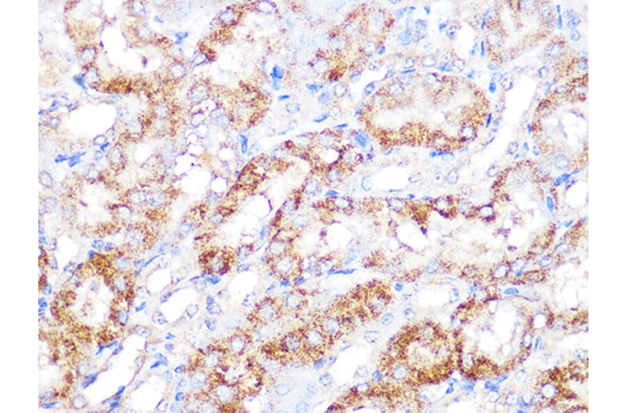 Immunohistochemistry - Anti-EBP1 Antibody [ARC1281] (A305749) - Antibodies.com