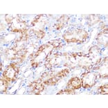 Immunohistochemistry - Anti-EBP1 Antibody [ARC1281] (A305749) - Antibodies.com