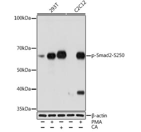 Western Blot - Anti-Smad2 (phospho Ser250) Antibody [ARC1552] (A305752) - Antibodies.com