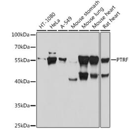 Western Blot - Anti-PTRF Antibody (A305754) - Antibodies.com