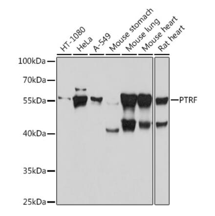 Western Blot - Anti-PTRF Antibody (A305754) - Antibodies.com