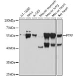 Western Blot - Anti-PTRF Antibody (A305754) - Antibodies.com