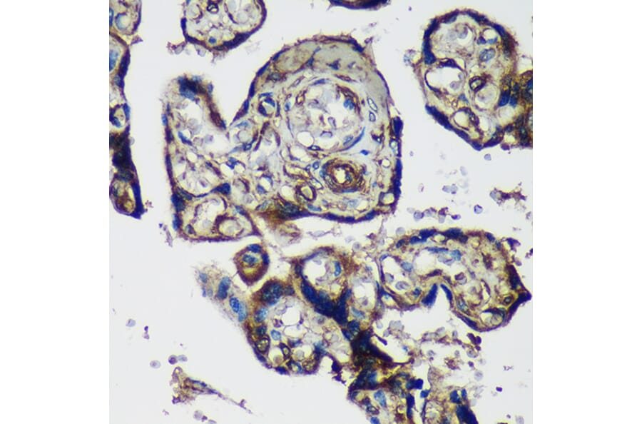 Immunohistochemistry - Anti-PTRF Antibody (A305754) - Antibodies.com