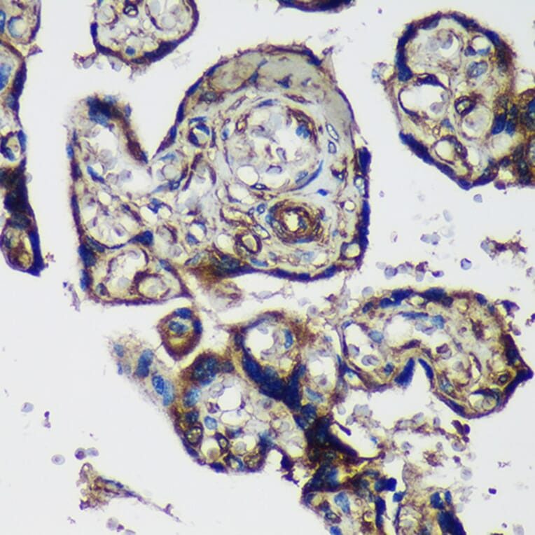 Immunohistochemistry - Anti-PTRF Antibody (A305754) - Antibodies.com