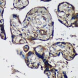 Immunohistochemistry - Anti-PTRF Antibody (A305754) - Antibodies.com