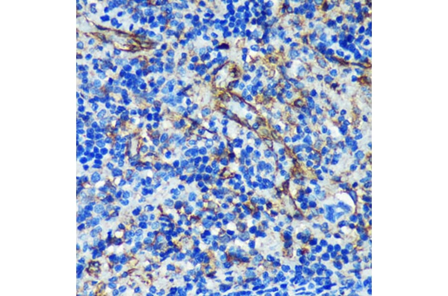 Immunohistochemistry - Anti-PTRF Antibody (A305754) - Antibodies.com