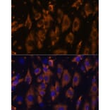 Immunofluorescence - Anti-PTRF Antibody (A305754) - Antibodies.com