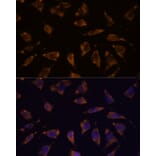 Immunofluorescence - Anti-PTRF Antibody (A305754) - Antibodies.com