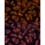 Immunofluorescence - Anti-PTRF Antibody (A305754) - Antibodies.com