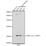 Western Blot - Anti-SARS-CoV2 ORF7a Antibody (A305756) - Antibodies.com