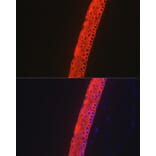 Immunofluorescence - Anti-Keratin 12/K12 Antibody [ARC2465] (A305758) - Antibodies.com