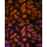 Immunofluorescence - Anti-eIF2B4 Antibody (A305759) - Antibodies.com