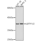 Western Blot - Anti-Lefty Antibody [ARC2149] (A305760) - Antibodies.com