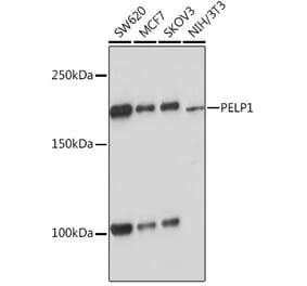 Western Blot - Anti-PELP1 Antibody [ARC1387] (A305770) - Antibodies.com