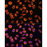 Immunofluorescence - Anti-PCDHB4 Antibody (A305773) - Antibodies.com