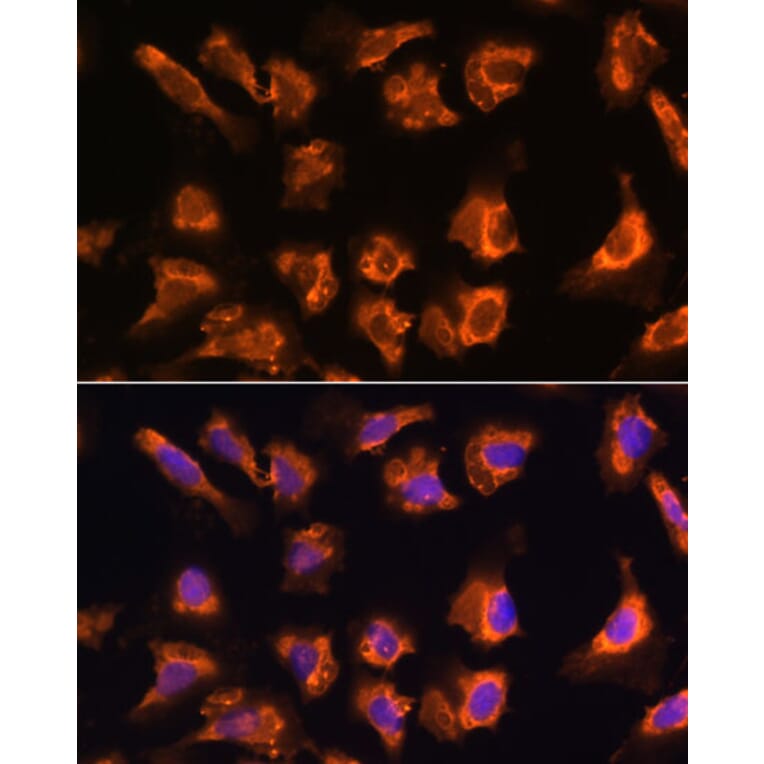 Immunofluorescence - Anti-OBSCN Antibody (A305775) - Antibodies.com