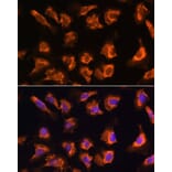 Immunofluorescence - Anti-OBSCN Antibody (A305775) - Antibodies.com