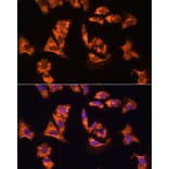 Immunofluorescence - Anti-OBSCN Antibody (A305775) - Antibodies.com