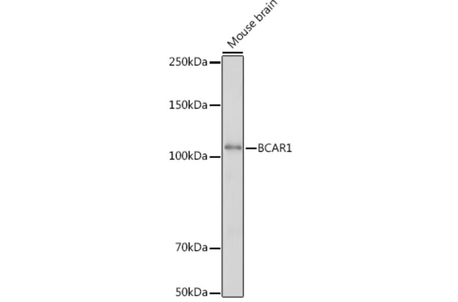 Western Blot - Anti-BCAR1 Antibody (A305776) - Antibodies.com