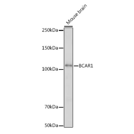 Western Blot - Anti-BCAR1 Antibody (A305776) - Antibodies.com