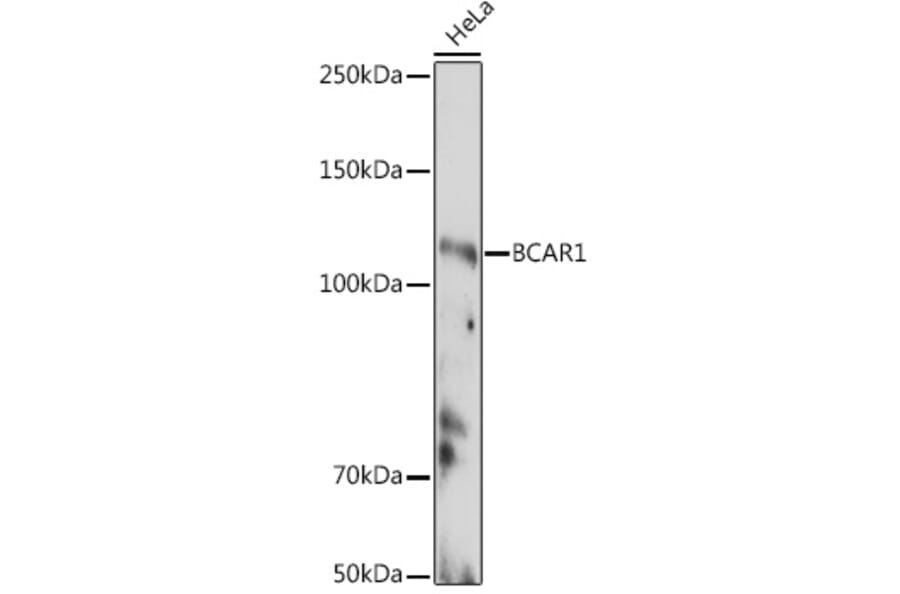 Western Blot - Anti-BCAR1 Antibody (A305776) - Antibodies.com