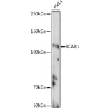 Western Blot - Anti-BCAR1 Antibody (A305776) - Antibodies.com