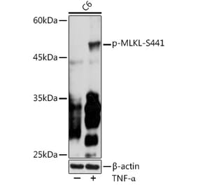 Western Blot - Anti-MLKL (phospho Ser441) Antibody (A305778) - Antibodies.com