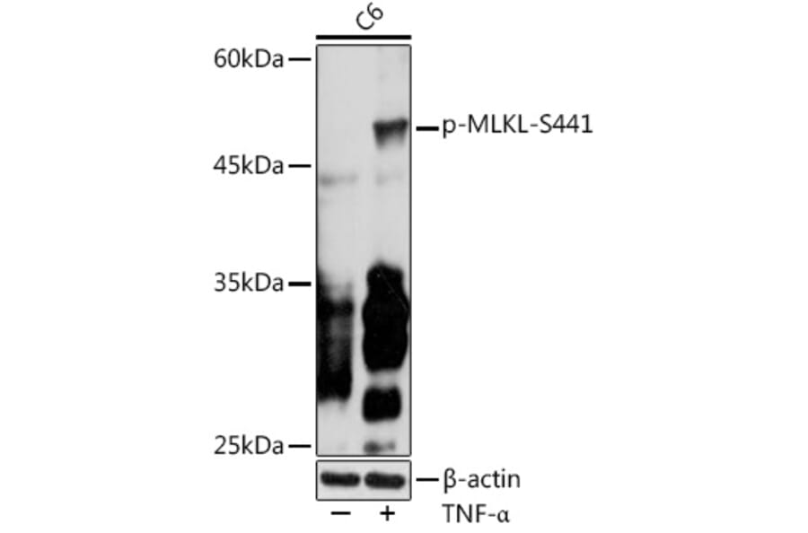 Western Blot - Anti-MLKL (phospho Ser441) Antibody (A305778) - Antibodies.com