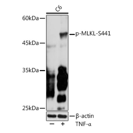 Western Blot - Anti-MLKL (phospho Ser441) Antibody (A305778) - Antibodies.com