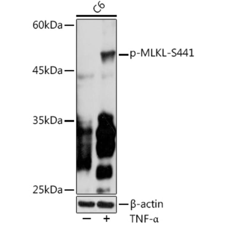 Western Blot - Anti-MLKL (phospho Ser441) Antibody (A305778) - Antibodies.com