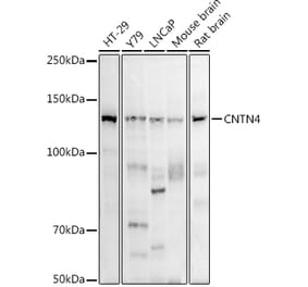 Western Blot - Anti-BIG-2 Antibody [ARC2761] (A305779) - Antibodies.com