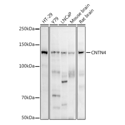 Western Blot - Anti-BIG-2 Antibody [ARC2761] (A305779) - Antibodies.com